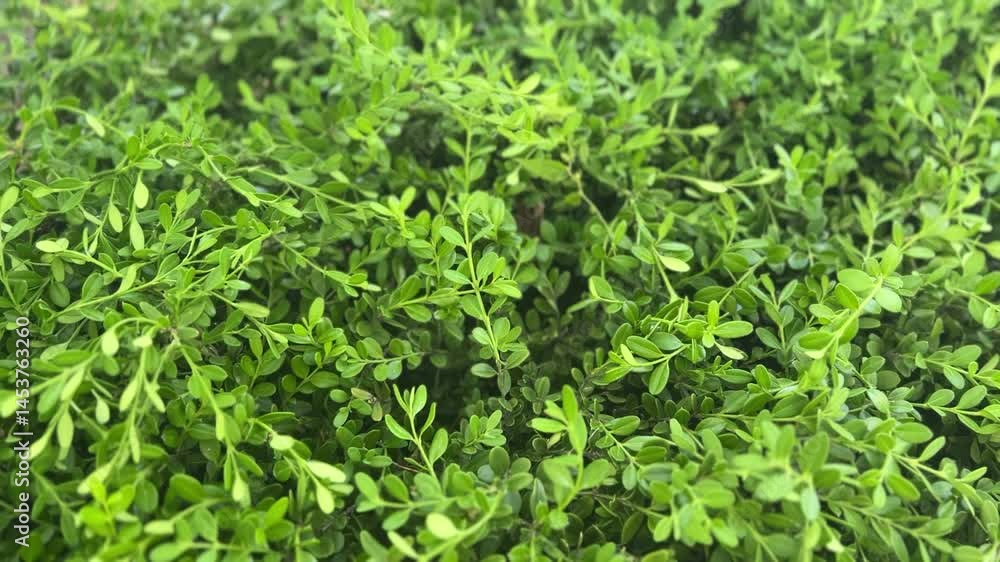 Fresh green leaves Fresh green leaves