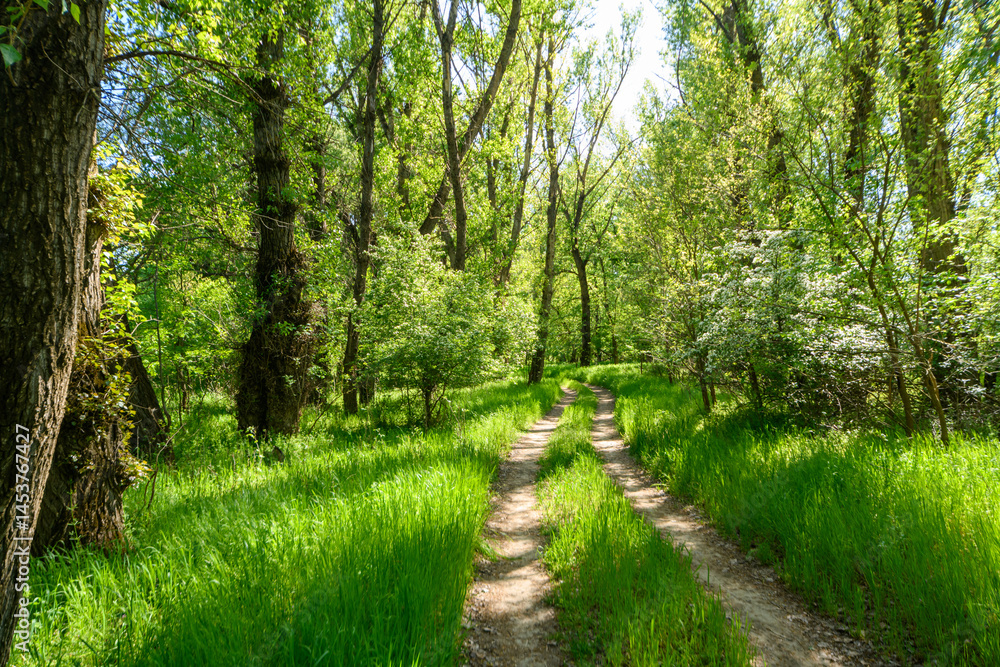 Fototapeta premium A picturesque spring scene in the woods, with a muddy path and the sun shining through the tree foliage onto the ground.