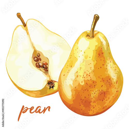 pear in watercolor illustration style, isolated vector on white background