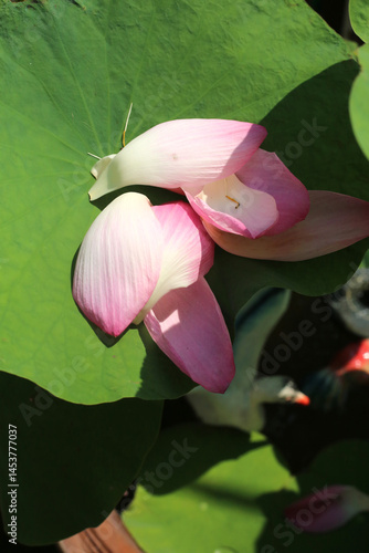 The pink lotus is considered a symbol of purity, love, and spiritual awakening in many cultures, particularly in Buddhism.