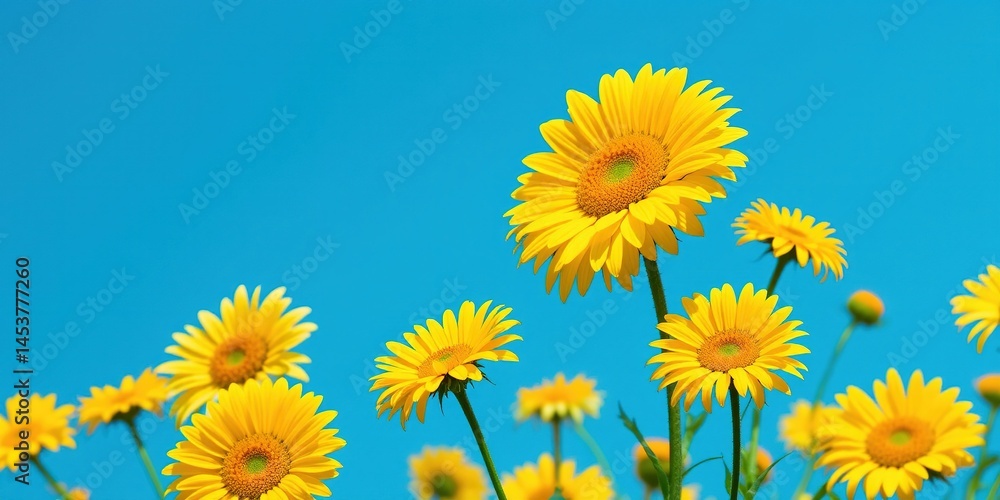 Daisies Bloom Against a Blue Sky