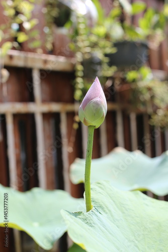 The pink lotus is considered a symbol of purity, love, and spiritual awakening in many cultures, particularly in Buddhism.