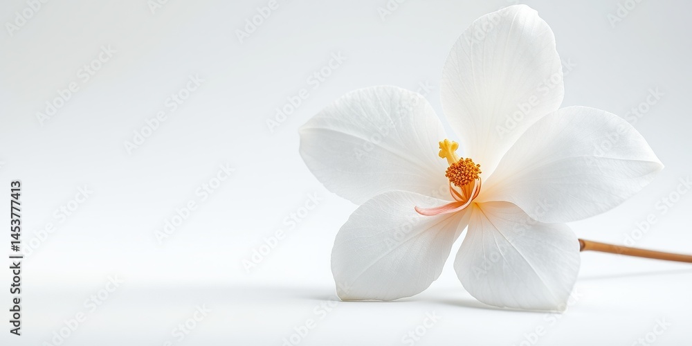 Delicate Jasmine Bloom on White Background