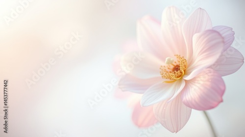 Obraz na płótnie Delicate Pastel Flower Background with Soft Focus w salonie