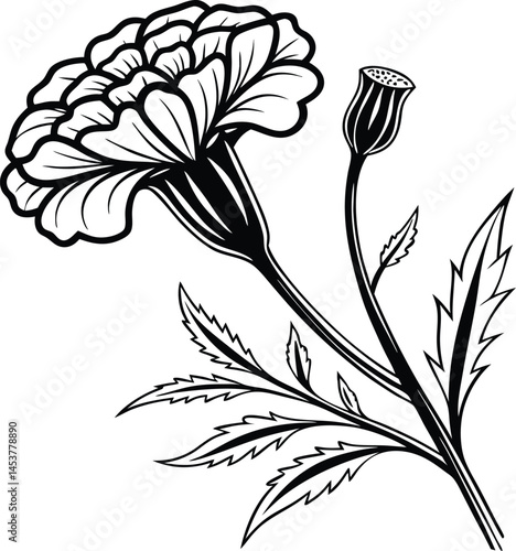 Marigold flower isolated on white background. Blossom meadow flowers ink stile.