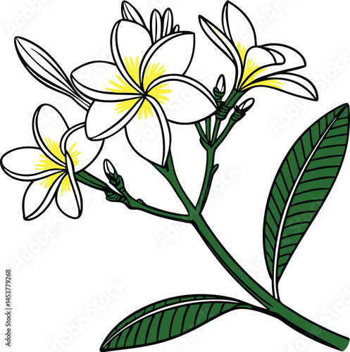 Plumeria flower.Pink yellow and white frangipani tropical flora, plumeria blossom blooming on tree.