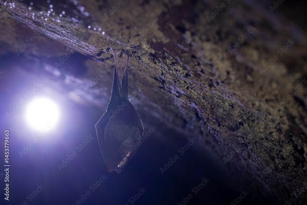 Close up take of small sleeping lesser horseshoe bat (Rhinolophus hipposideros) covered by wings, hanging upside down on top of cold arched brick cellar that hibernate. Creative wildlife