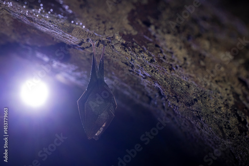 Obraz na płótnie Close up take of small sleeping lesser horseshoe bat (Rhinolophus hipposideros) covered by wings, hanging upside down on top of cold arched brick cellar that hibernate. Creative wildlife w salonie