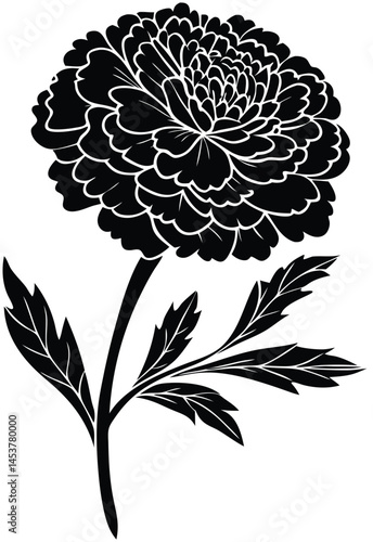Marigold flower isolated on white background. Blossom meadow flowers ink stile.