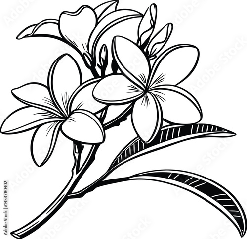 Plumeria flower.Pink yellow and white frangipani tropical flora, plumeria blossom blooming on tree.