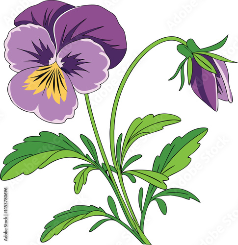 Pansy Flower Vector Detailed Botanical Illustrations of Pansies for Design and Decoration Projects