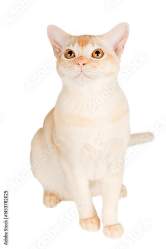 Burmese cream cat full-length on a transparent background