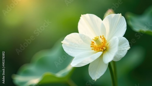 Close-up of pristine white petals, soft focus , gentle, spring, summer