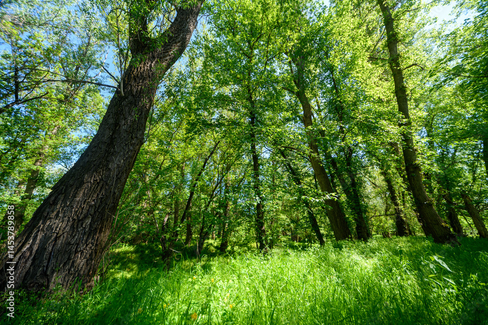 Fototapeta premium Beautiful spring landscapes in green forest with bright sunlight shining through leaves of trees onto grass.