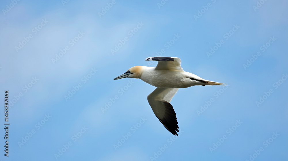 Obraz premium Northern gannets soaring above the cliffs