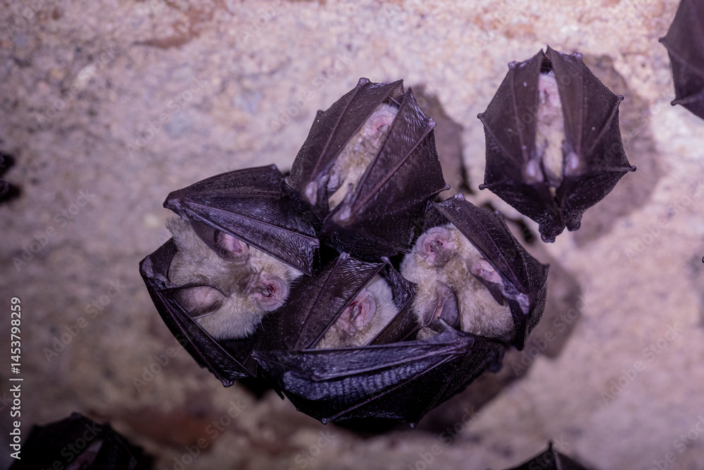 Close up group of small sleeping horseshoe bat covered by wings, hanging upside down on top of cold arched brick cellar while hibernating. Creativ wildlife phot with illuminated blurry background.