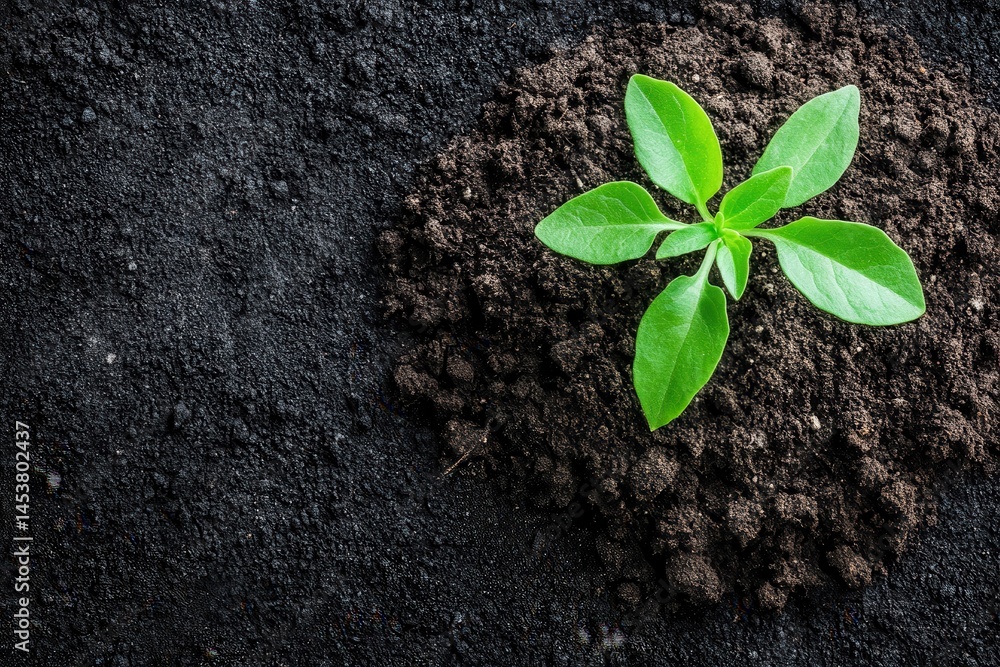 Naklejka premium Fresh green plant sprouting from rich dark soil, symbolizing growth and renewal in nature