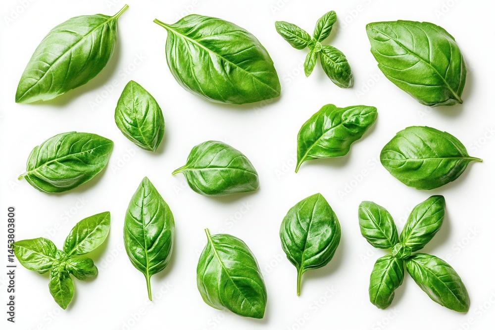 Fresh basil leaves arranged neatly on a white background showcasing various shapes and sizes for culinary use and decoration Fresh basil leaves arranged neatly on a white background showcasing various shapes and sizes for culinary use and decoration