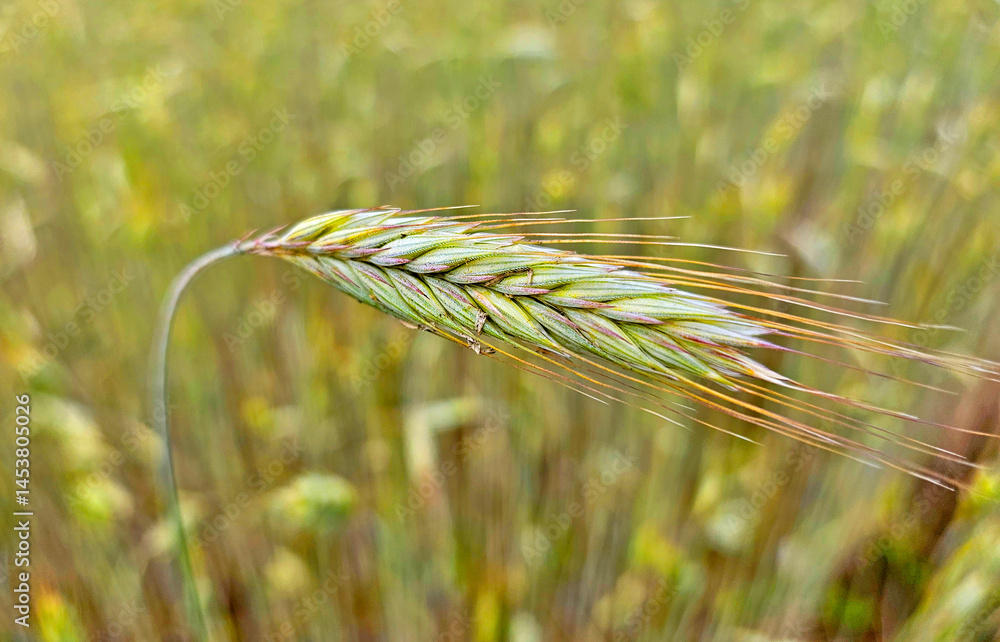 close up of wheat ears