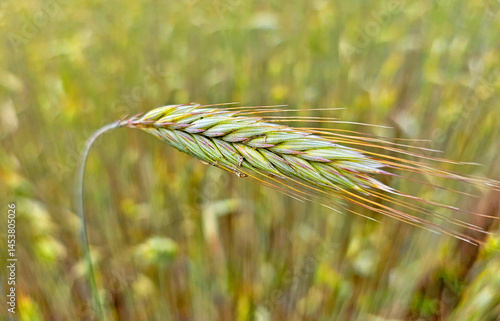 Obraz na płótnie close up of wheat ears w salonie
