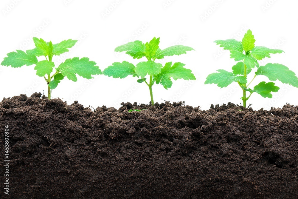 Fresh green seedlings sprouting from rich soil, symbolizing growth and renewal in nature Fresh green seedlings sprouting from rich soil, symbolizing growth and renewal in nature