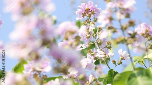 Queens Flower or Inthanin flower in Thailand, Queens crape myrtle, Pride of India,Lagerstroemia speciosa, cheerful blooming in the wind in natural park.