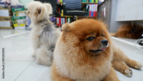 A fat brown Pomeranian dog is lying on the floor comfortably for a photoshoot with its small white friend 
