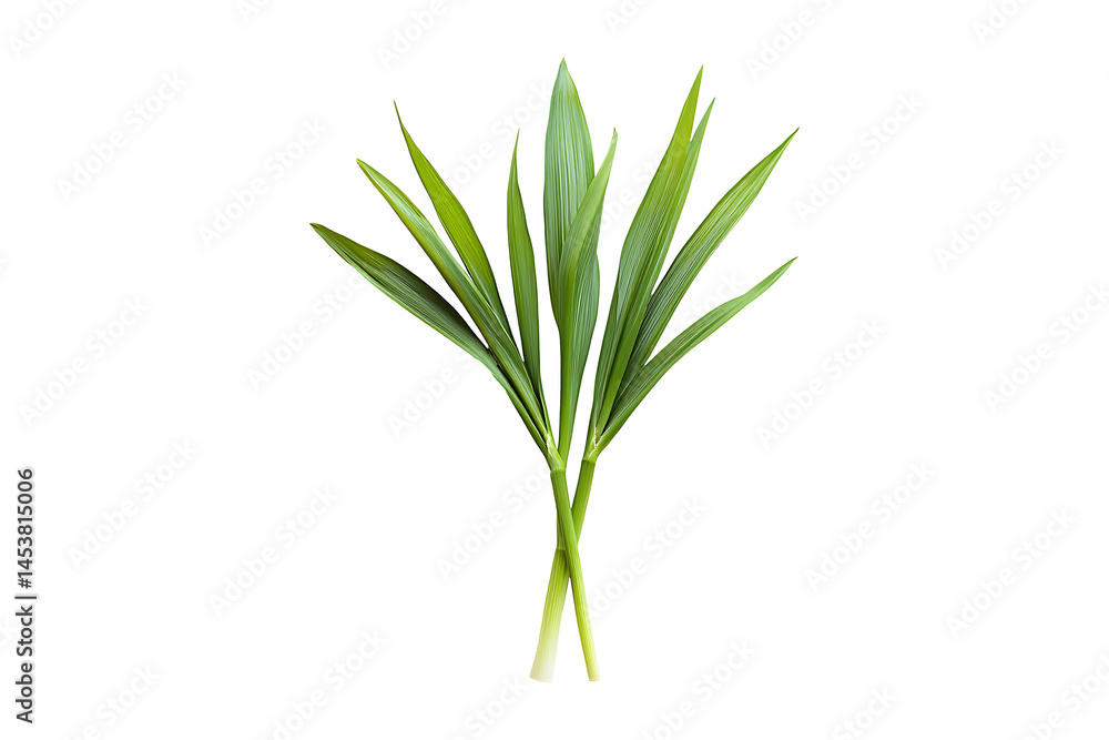 leek isolated on transparent background leek isolated on transparent background
