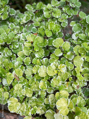 Bush of green small leaves in Thailand. Greening, Thai vegetation near temples, eternal summer.