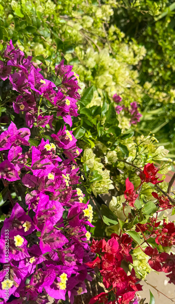 Naklejka premium Vibrant Purple Red Bougainvillea in Full Bloom