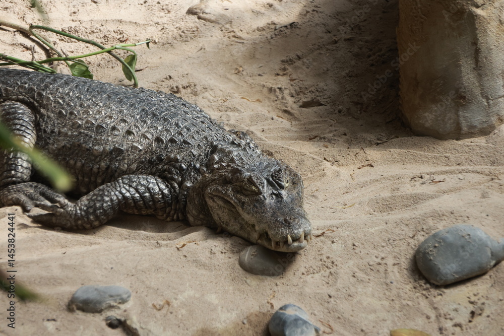 Fototapeta premium Animal portrait at the zoo