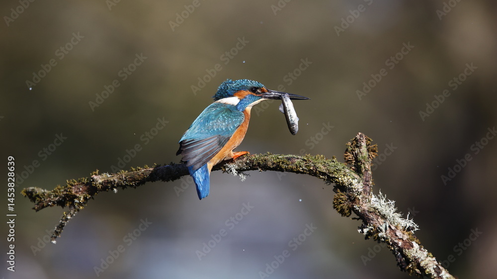 Male kingfisher on a mossy branch Male kingfisher on a mossy branch
