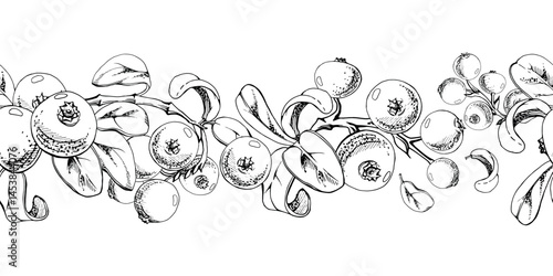 Cranberry lingonberry with green leaves on branch, ripe forest berry bearberry teaberry wintergreen cluster group, vector hand drawn in ink. Isolated seamless banner border for menu, farmers market