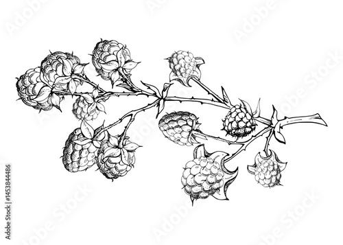 Raspberry hanging on thorny spiked branch, ripe garden berry dewberry mulberry loganberry hand drawn in vector ink. Isolated botanical illustration. Home preserves, cookbook, grocery store stationery