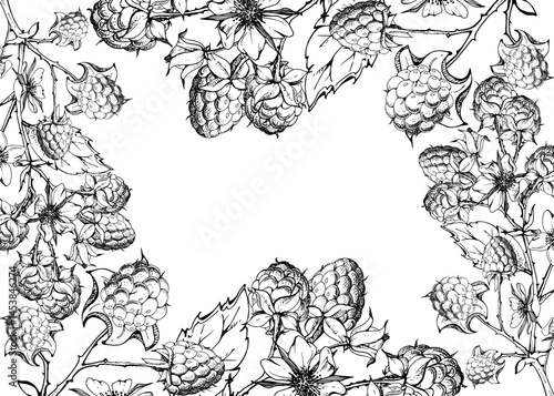 Raspberry frame berries leaves flowers on thorny spiked branch hand drawn in vector ink. Ripe dewberry mulberry. Isolated border illustration. Home preserves cookbook, grocery store, realistic closeup