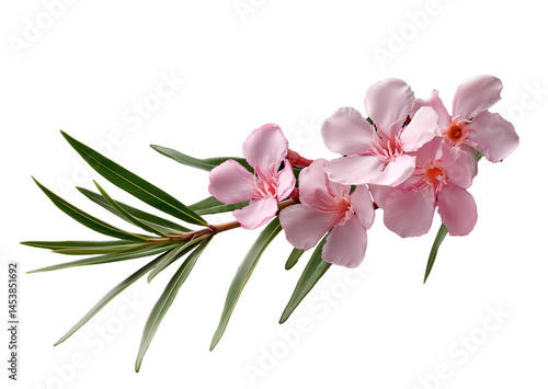 Close up of a branch of a pink nerium oleander with leaves. Transparent background. 