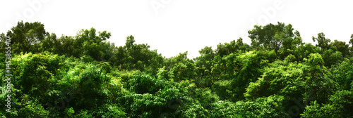 Lush green forest canopy with dense foliage on transparent background