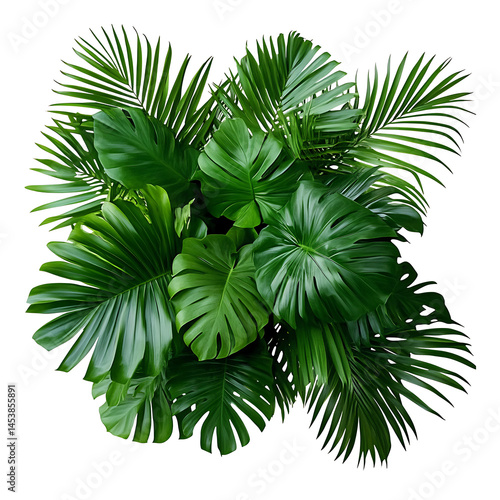 Lush tropical foliage composition featuring monstera and palm leaves on transparent background