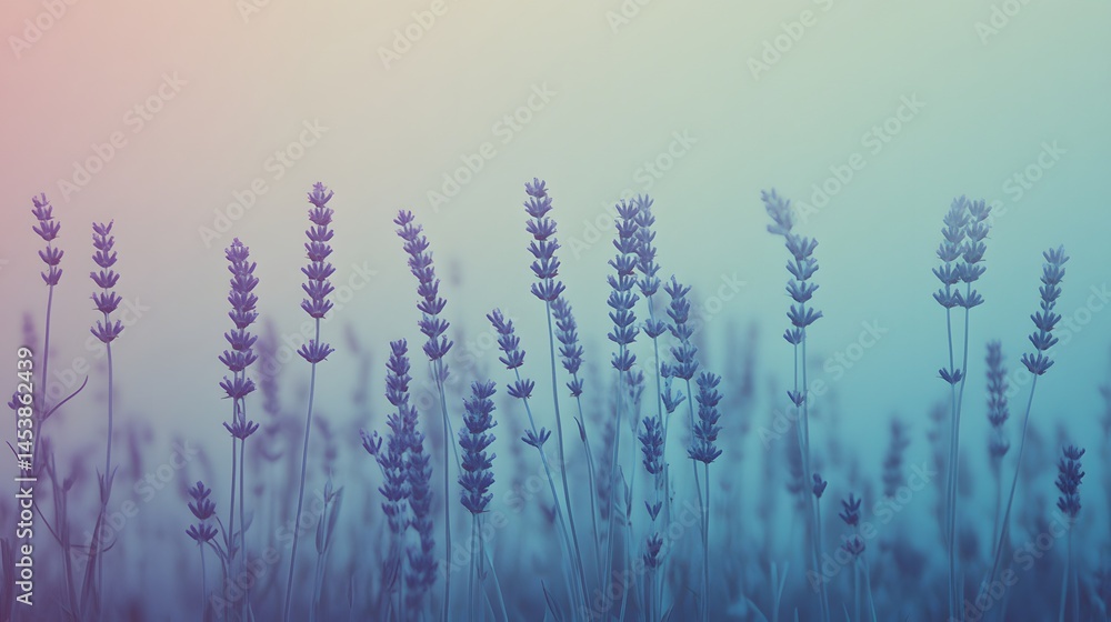 Delicate lavender field in soft pastel hues. Delicate lavender field in soft pastel hues.