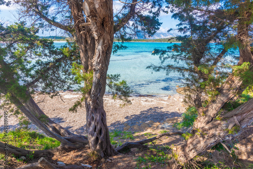 Pine trees by the sea in Lu Impostu