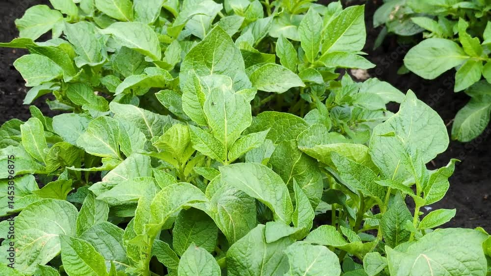 a lush green patch of potatoes with bright wide leaves growing densely together. a lush green patch of potatoes with bright wide leaves growing densely together.