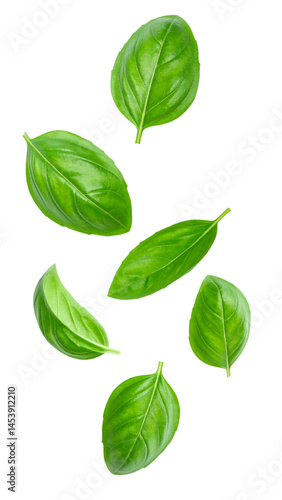 Fresh basil leaves falling on transparent background
