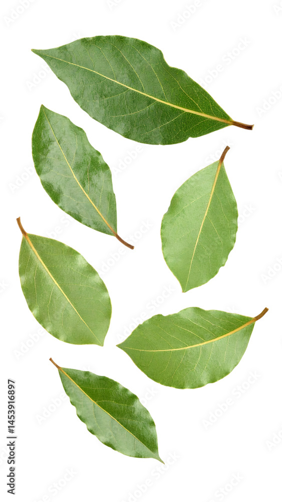Multiple fresh bay leaves rotating in space with transparent background