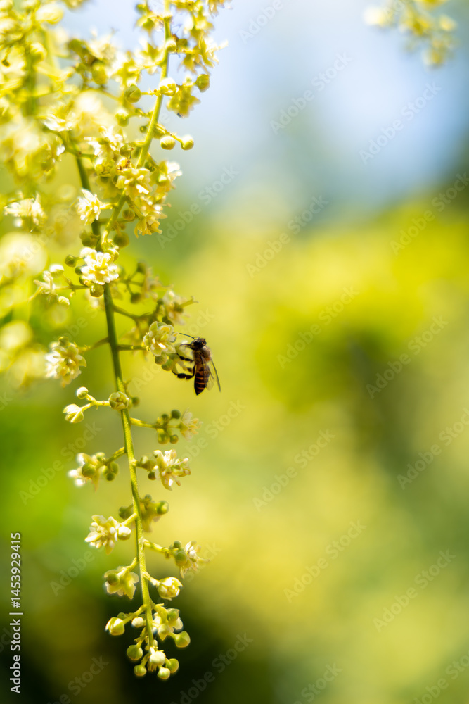 Obraz premium Honeybee on a Cluster of Yellow Flowers