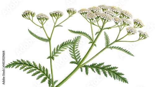 Herbal plant  Achillea millefolium or Common yarrow isolated on white or transparent background