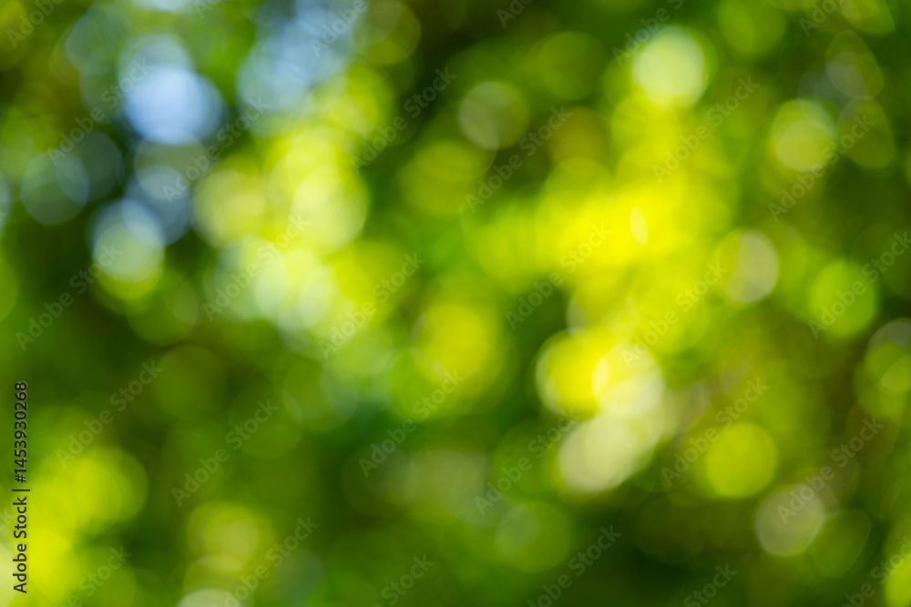 Fototapeta premium Abstract Nature Background with Bokeh Effect