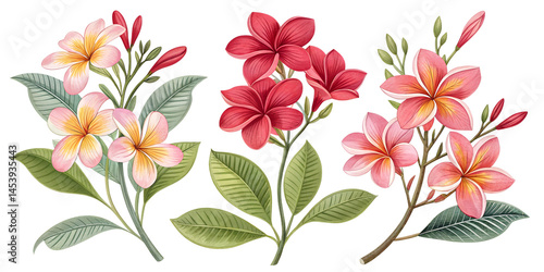 elegant floral illustrations of vibrant plants isolated on white background png