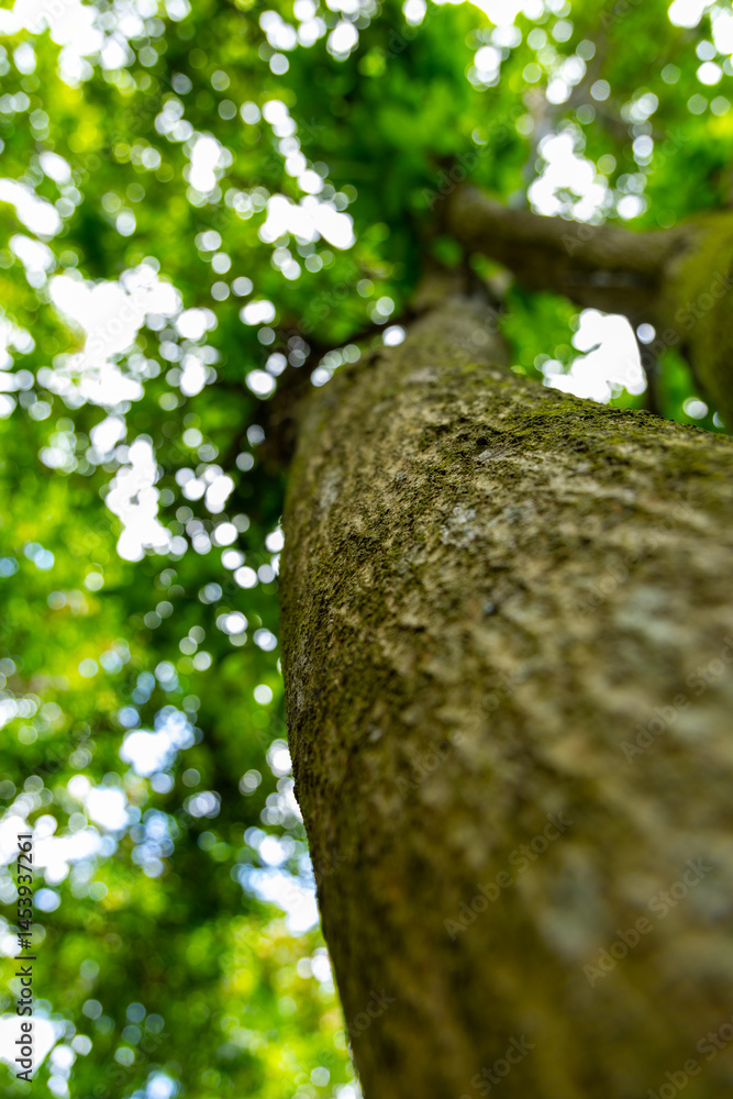 Obraz premium Close-up of a mossy tree trunk in a lush green forest.