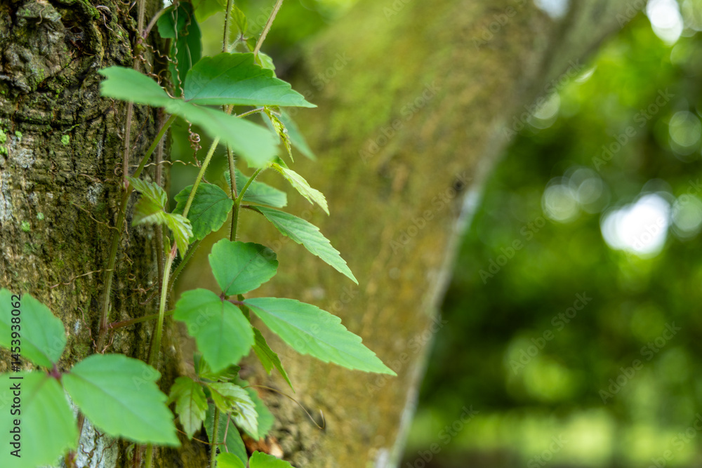 Obraz premium fresh green leaves