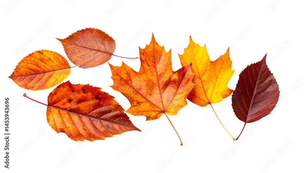 Naklejka premium variety of colorful autumn leaves isolated on white background, vibrant orange yellow red and brown fall foliage set 